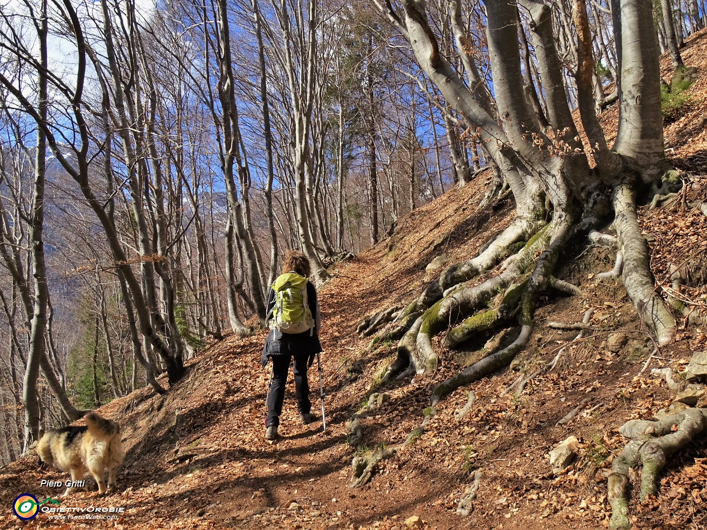 17 Camminando in faggerta su bei sentieri .JPG